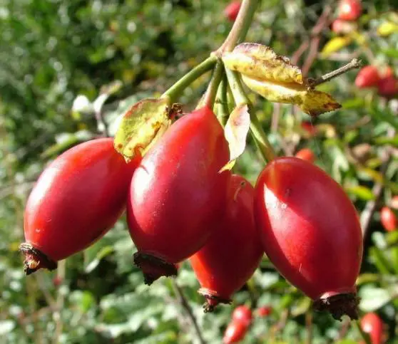 11_csipkebogyo_20141007115640