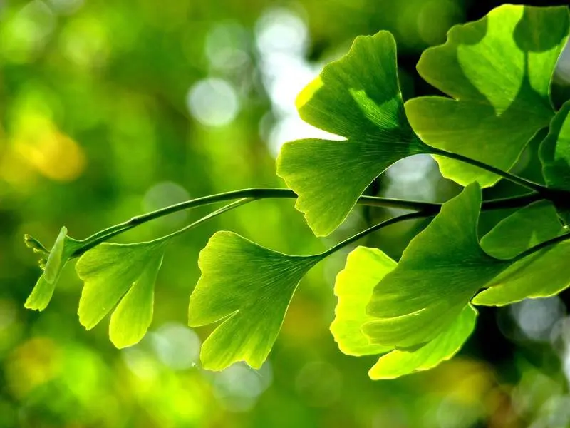 ginkgo_s_20120730181104