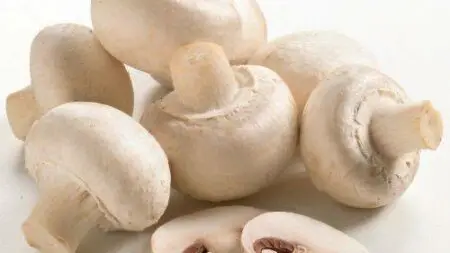 mushroom_20130809131225