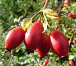 Csipkebogyó termés