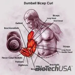 /sites/testbiotechusashop/documents/news/_extra/1336/o_Anatomy-Bicep_r1_c11_20130212155708.jpg