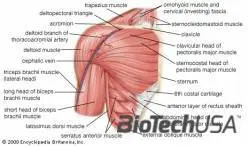 /sites/testbiotechusashop/documents/news/_extra/1336/o_Shoulder-Muscles-Diagram_20130212155741.jpg