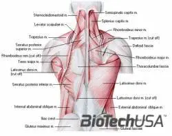/sites/testbiotechusashop/documents/news/_extra/1336/o_backmuscles_20130212155754.jpg