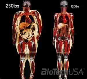 /sites/testbiotechusashop/documents/news/_extra/1395/o_lowBody-Fat1_20130513120405.jpg