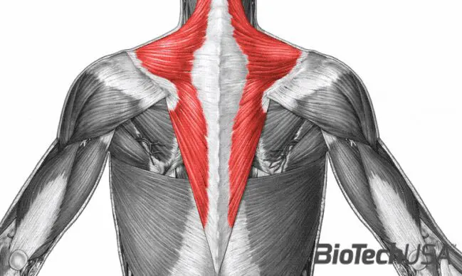 /sites/testbiotechusashop/documents/news/_extra/1962/o_trapezius1350347779014_20160808122614.png