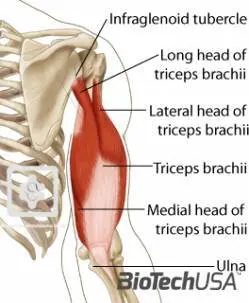 /sites/testbiotechusashop/documents/news/_extra/1336/o_triceps_20130212155653.jpg
