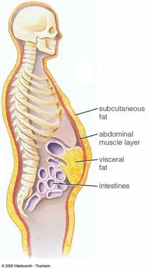 A zsigeri zsír elhelyezkedése
