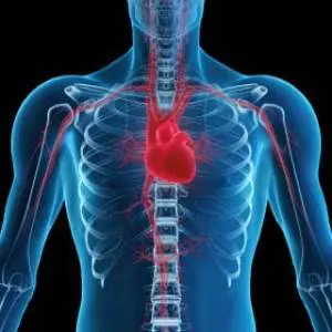 the-heart-300x300_20130809105743