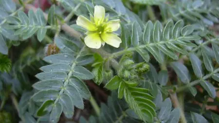 tribu_20120803173928