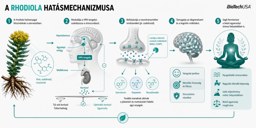 Rhodiola gyökérkivonat hatásmechanizmusa