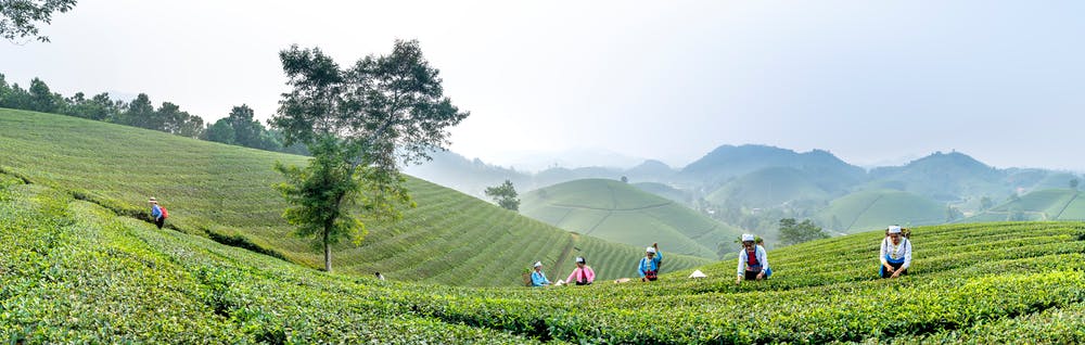 A zöld tea Kínából ered