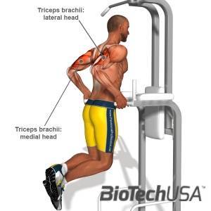 /sites/testbiotechusashop/documents/news/_extra/1224/o_Triceps-Exercises_l_20121011133456.jpg