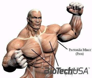 /sites/testbiotechusashop/documents/news/_extra/1250/o_chest_muscles_20121031132256.jpg