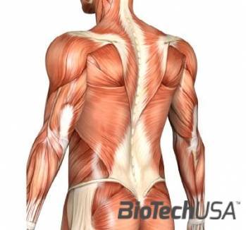 /sites/testbiotechusashop/documents/news/_extra/1251/o_muscle_20121031133815.jpg