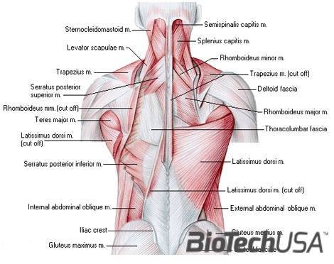 Mély hátizmok anatómia